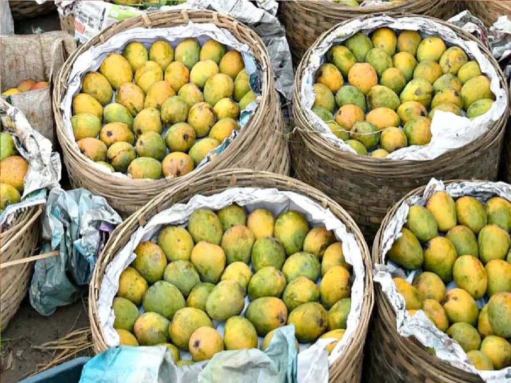 Mango-2024-05-d95858b81a5060d1e69ce18e1cdc0bac