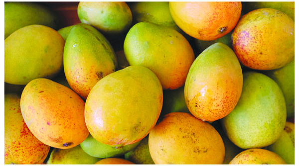 হিমসাগর - Image 4