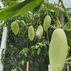 Banana Mango-ব্যানানা ম্যাংগো