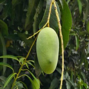 Langra-ল্যাংড়া