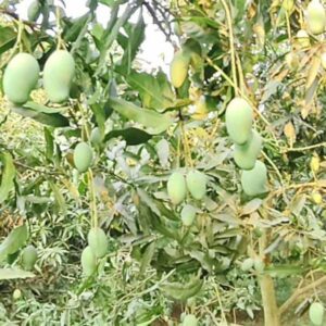 Mango