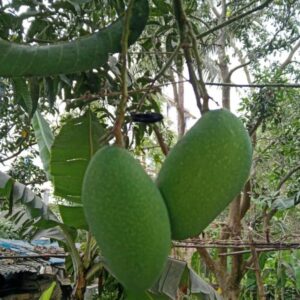 নাক ফজলি