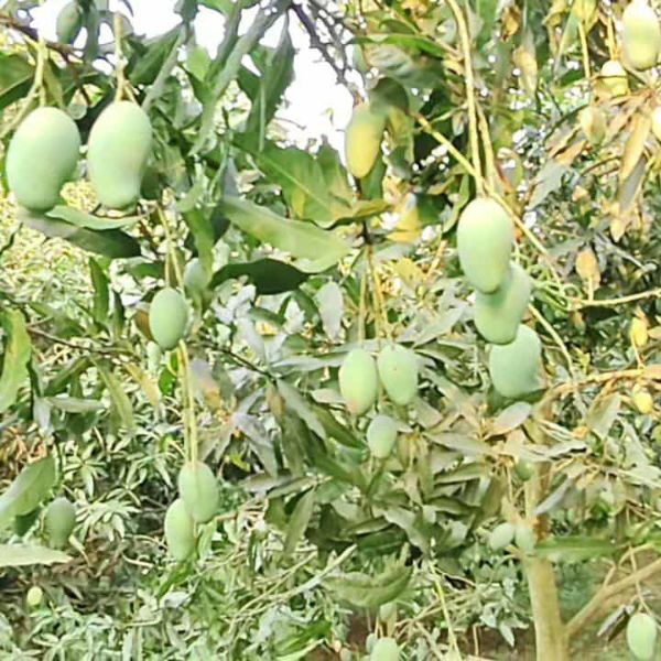 Mango