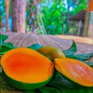 The sweet Himsagar of Naogaon/নওগাঁর সুমিষ্ট হিমসাগর 12 GK
