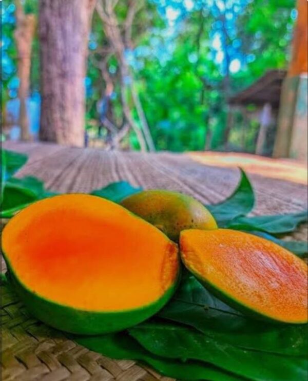 হিমসাগর - Image 5