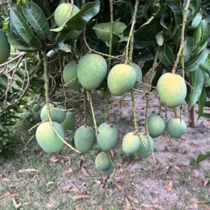 Naogaon's famous Nak Fazli mango / নওগাঁর বিখ্যাত  নাক ফজলি আম 12 KG