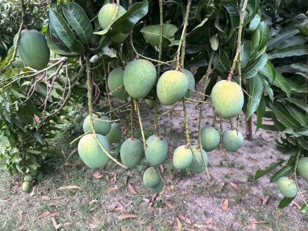 Naogaon's famous Nak Fazli mango / নওগাঁর বিখ্যাত  নাক ফজলি আম 12 KG